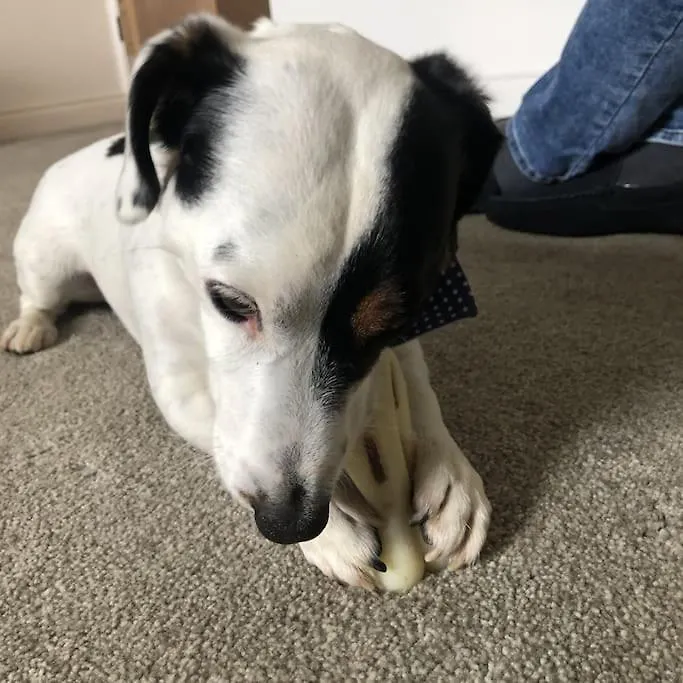 度假居 Barncroft: Dogs Welcome, Dog Care Services Offered 科克茅斯