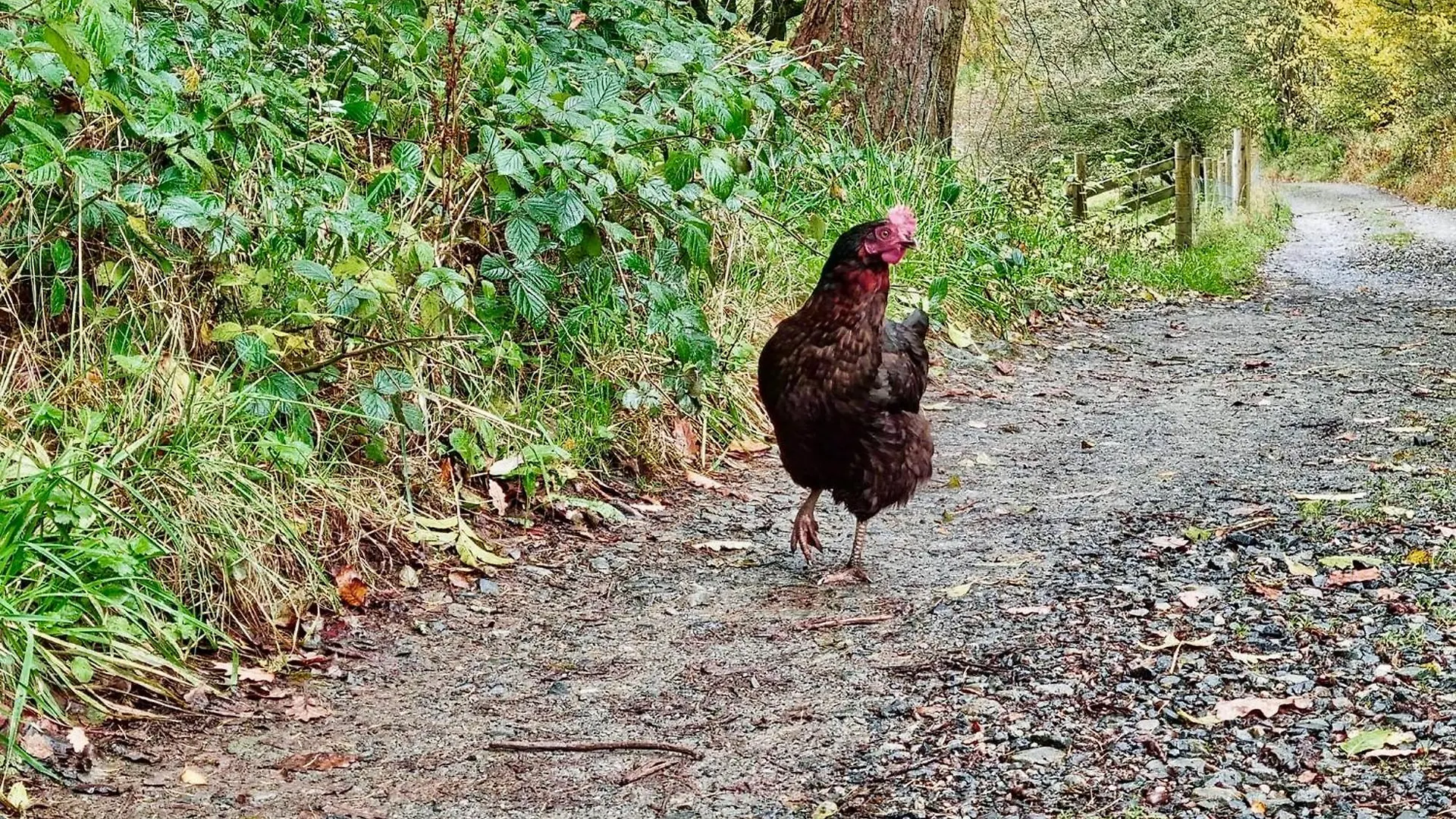 Crookabeck Bed and Breakfast 5*