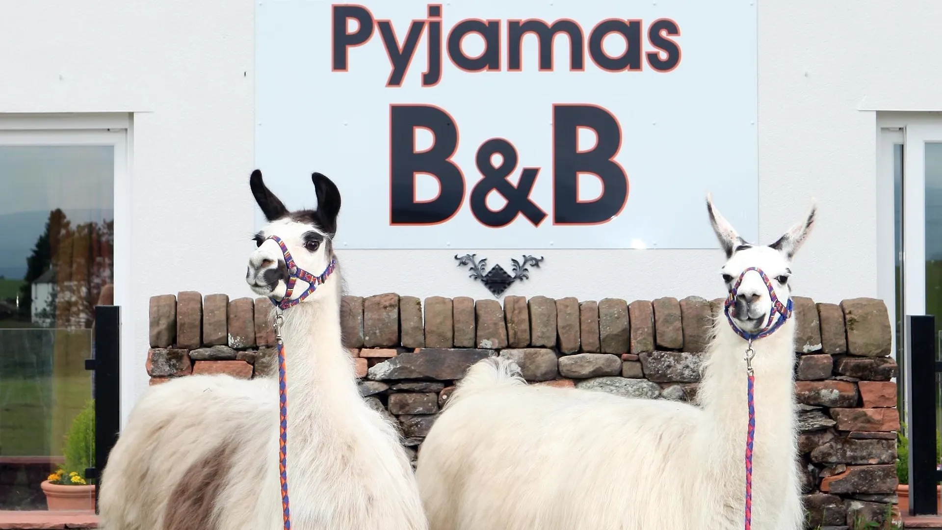 Llamas Pyjamas Panzió Penrith