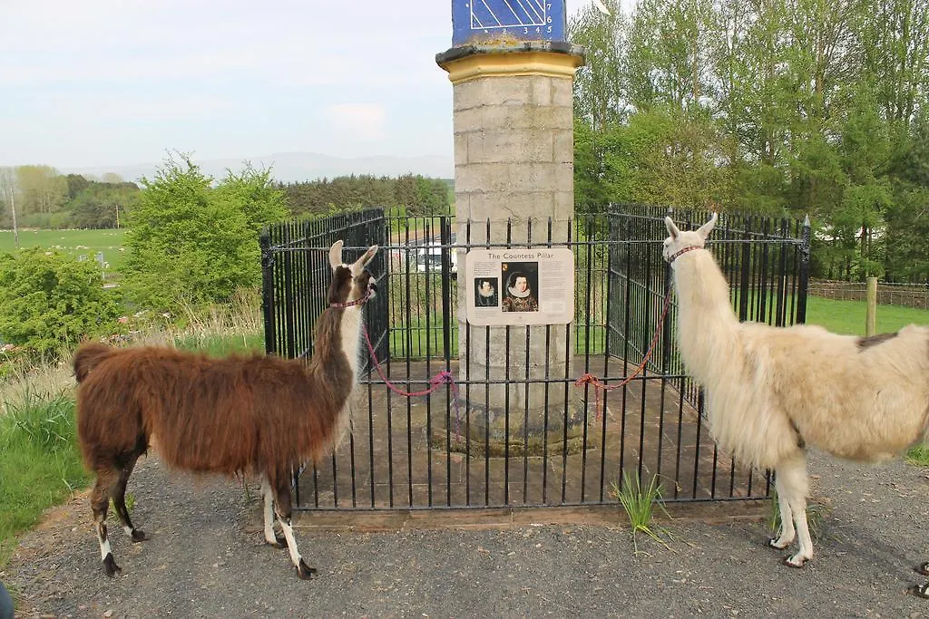 Panzió Llamas Pyjamas Penrith