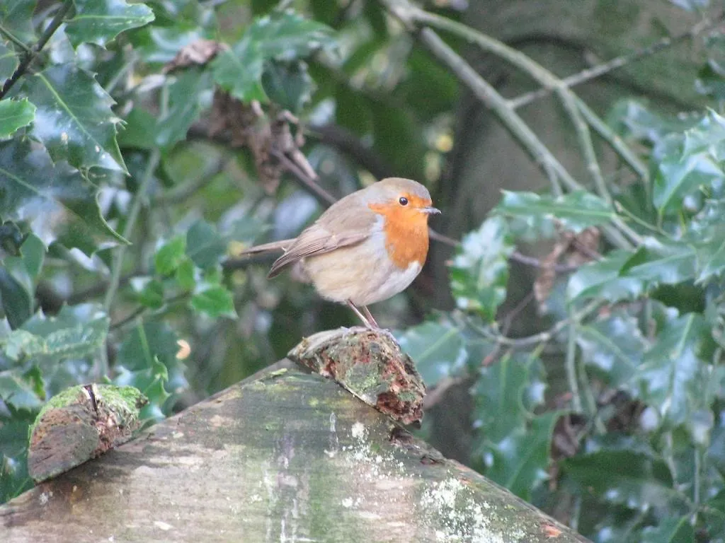 Bed and Breakfast Ambleside Lodge 4*