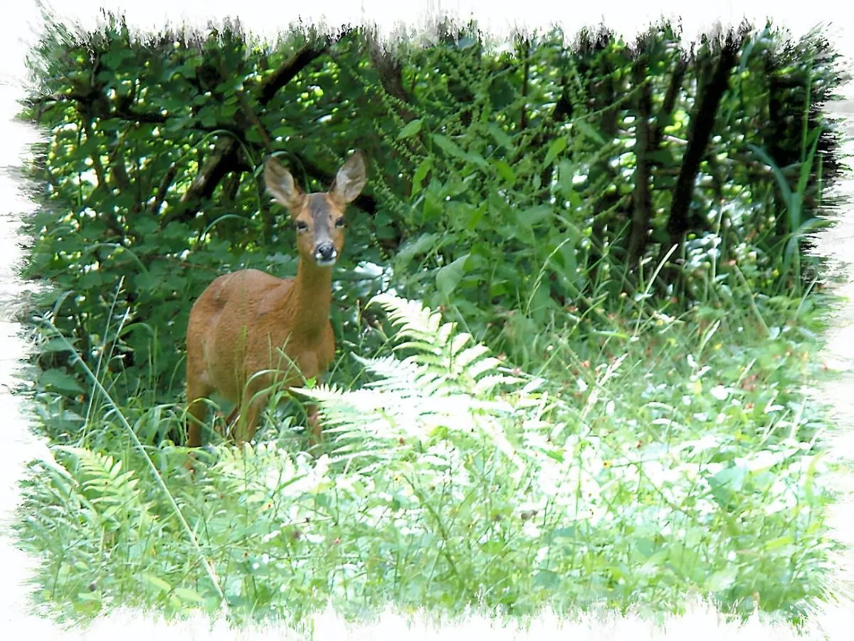 Blelham Tarn Rustic In Tranquil Woodland Сasa de vacaciones *