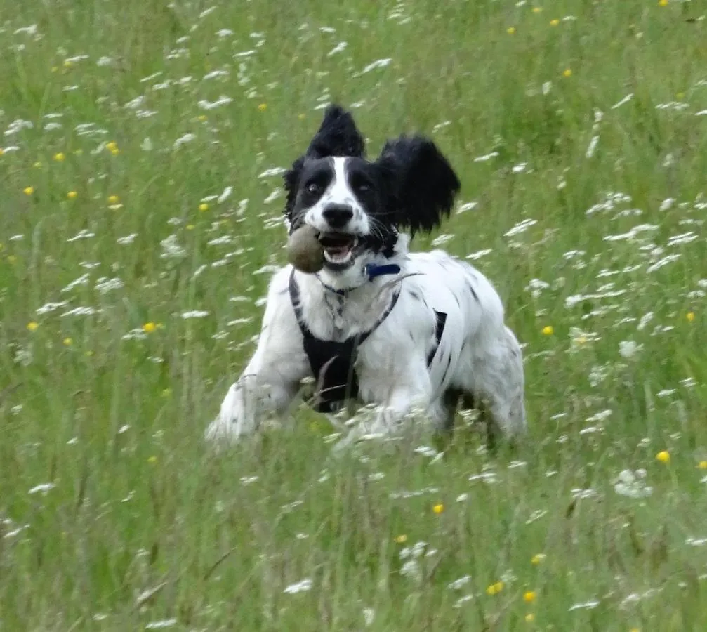 Kents Bank - Pet Friendly With Bay Views Grange-over-Sands