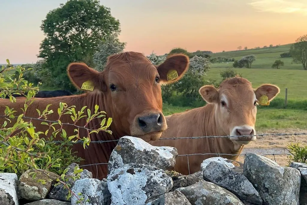 Barncroft: Dogs Welcome, Dog Care Services Offered Cockermouth