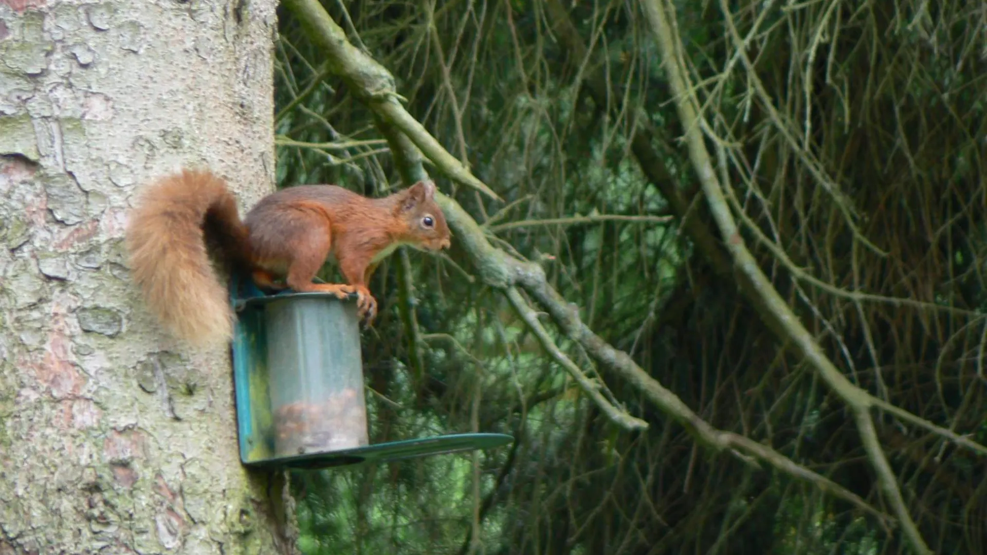 Forest Affittacamere 2*