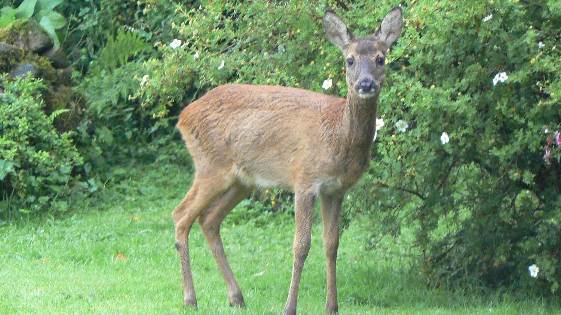 Forest Affittacamere 2*