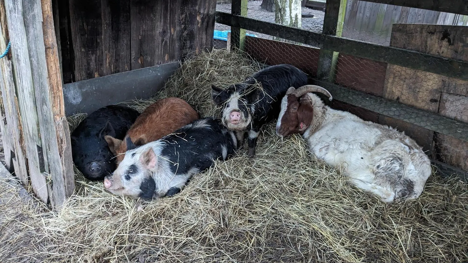 度假居 Brackenthwaite Farm