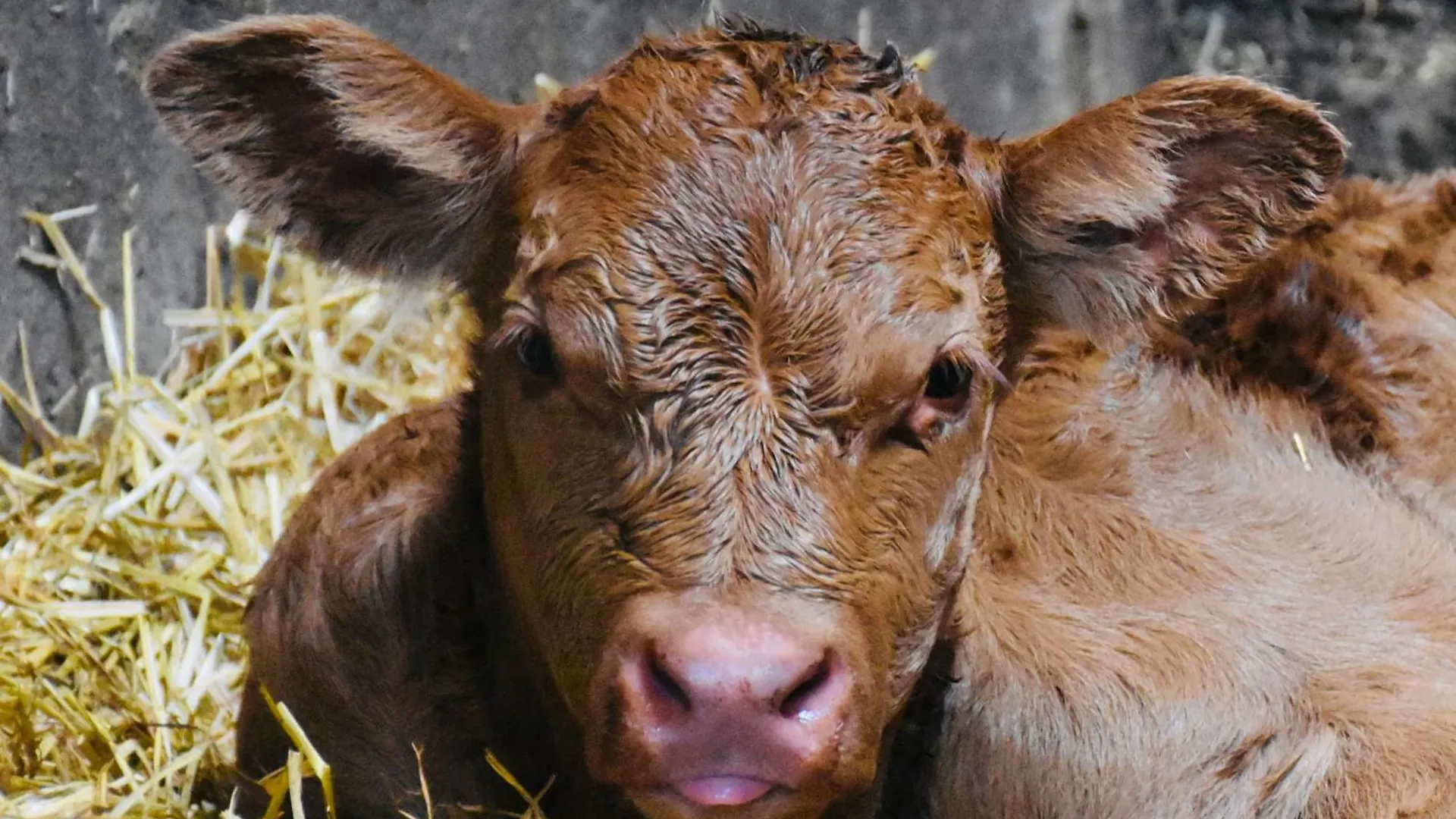 Lambing Live Holiday home *
