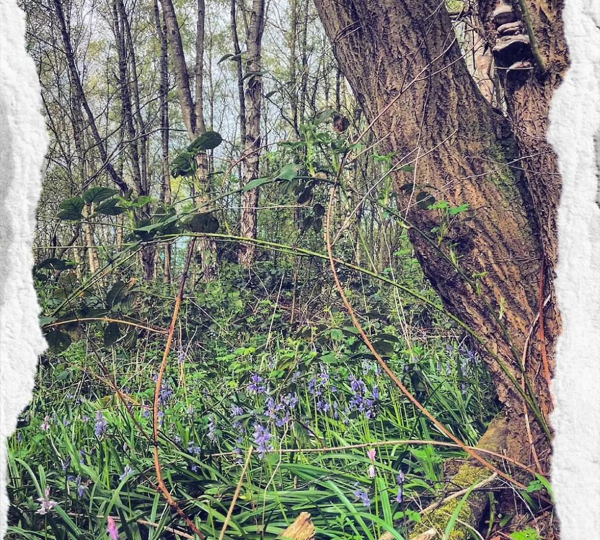 Squirrels Hideaway- Carlisle - Nature Reserve Apartment