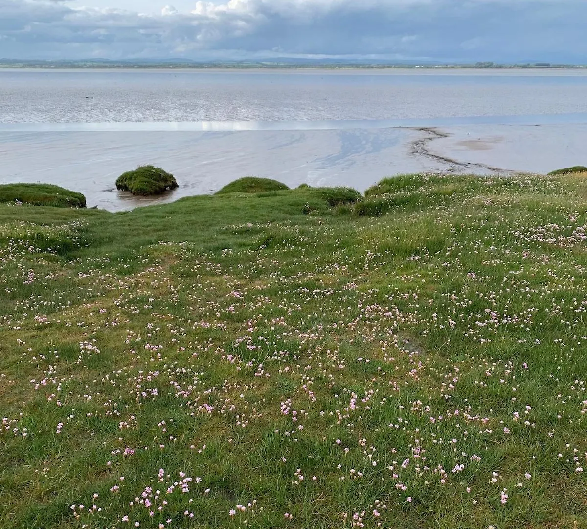 Rose On The Peaceful Solway Coast *