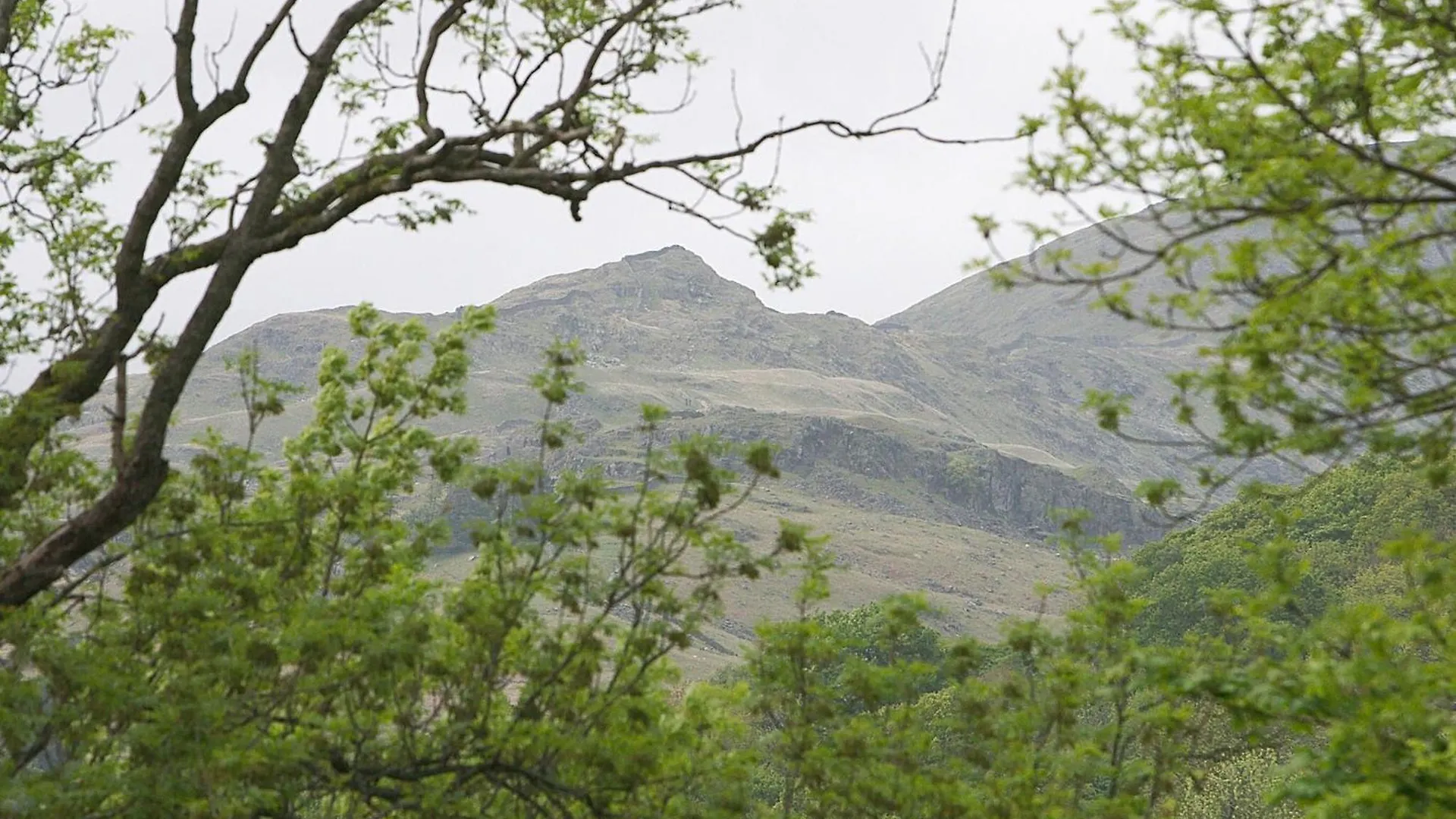 Badger * Ambleside