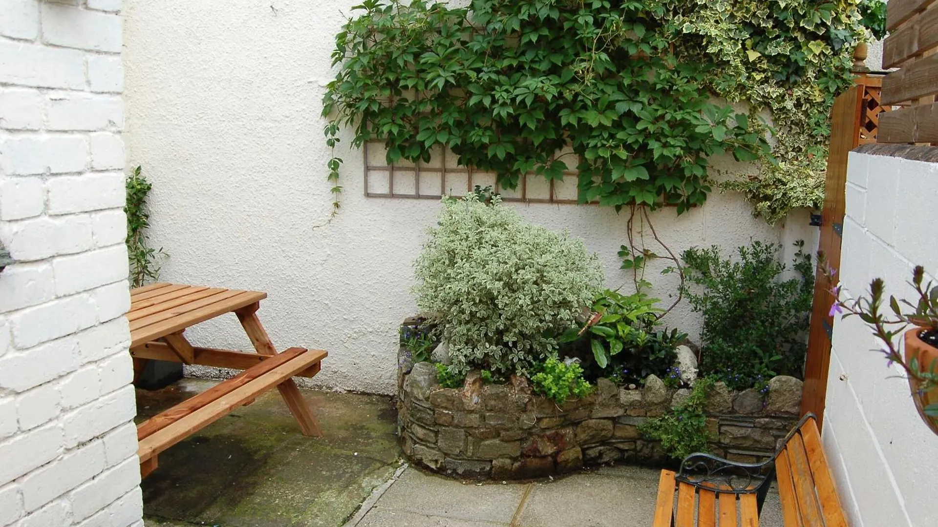 The Ivy