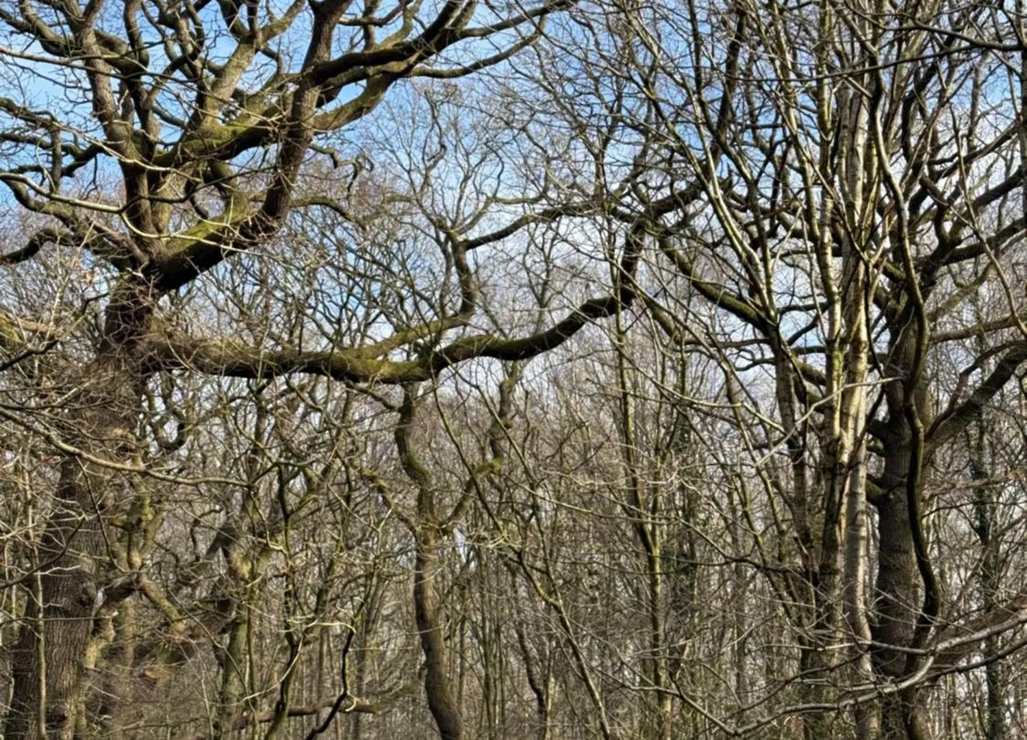 Squirrels Hideaway- Carlisle - Nature Reserve Apartment *
