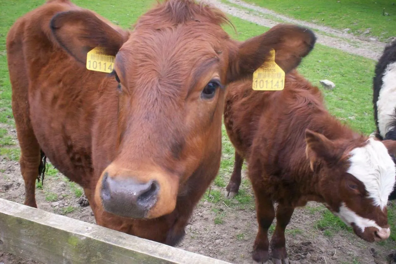 Ullathorns Farm Farm stay *
