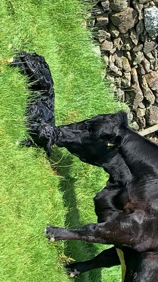 Farm stay Stybeck Farm Thirlmere