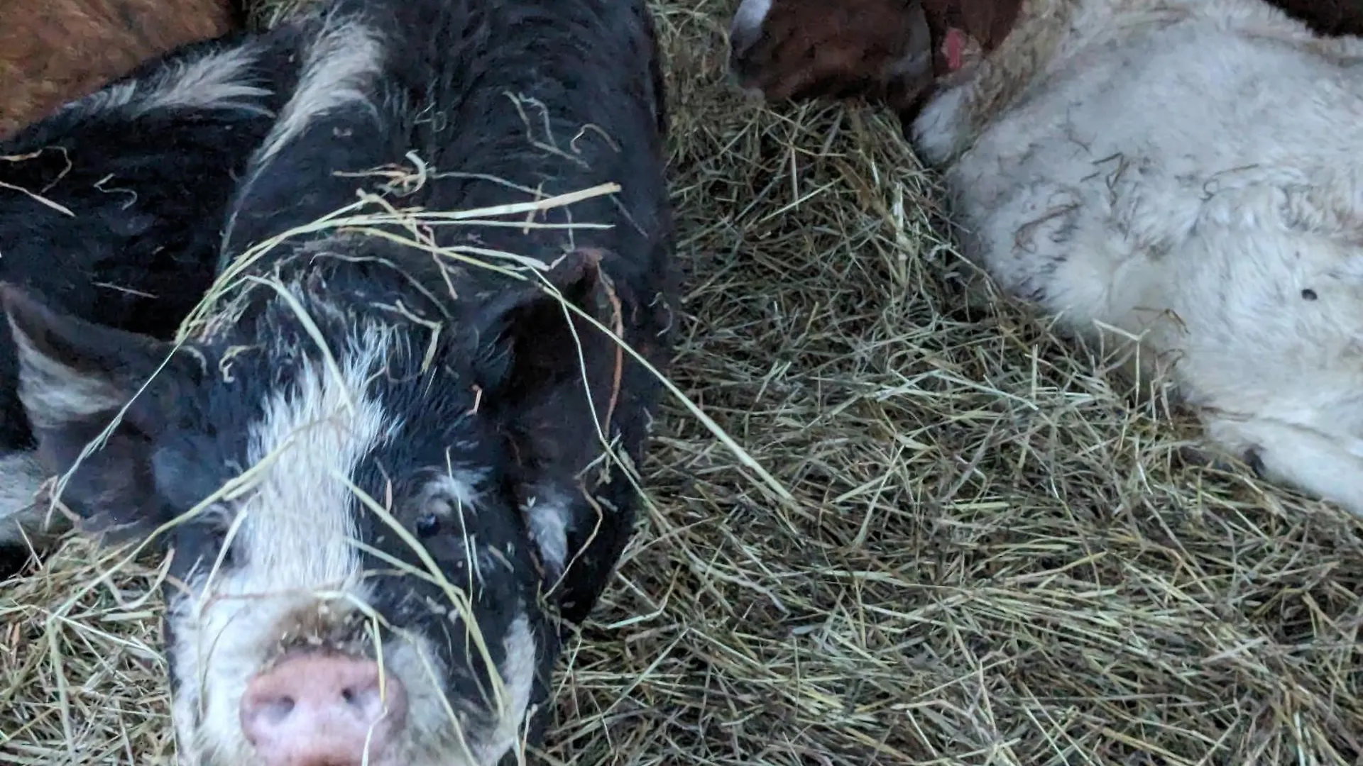 Σπίτι διακοπών Brackenthwaite Farm *